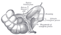 Inferior ileocecal fossa