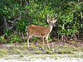 Image 34Key deer in the lower Florida Keys (from Geography of Florida)