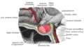 Sagittal section of the pituitary gland, showing the infundibulum