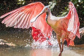 At GaiaZoo, Netherlands