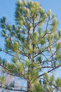 North Carolina state tree Longleaf pine