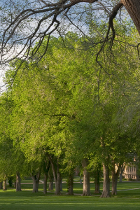 North Dakota state tree