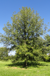 Oak Burr Quercus macrocarpa