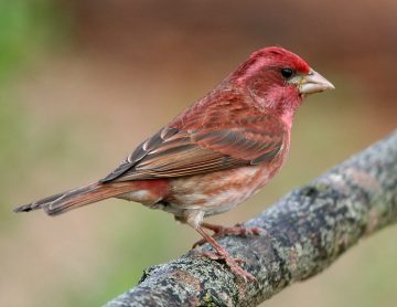 Purple finch