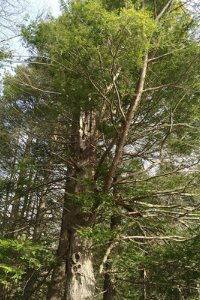 Pennsylvania State Tree – Eastern Hemlock