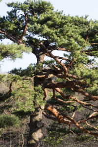 Red Pine Tree