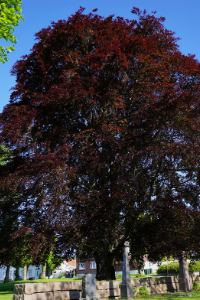 Rhode Island Red Maple tree