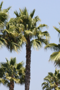 South Carolina Sabal Palm tree