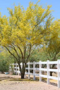 Arizona Yellow Palo Verde Tree