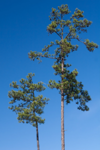 Arkansas Loblolly Pine 