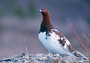 Alaska willow_ptarmigan