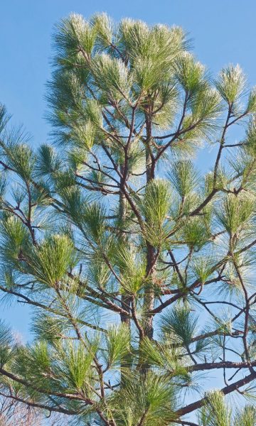 Alabama Longleaf Pine