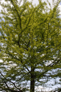 Bald Cypress Tree