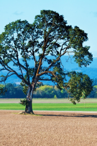 Connecticut white oak tree