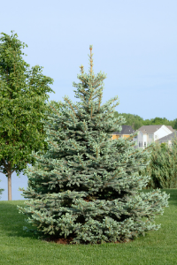 Colorado blue spruce tree