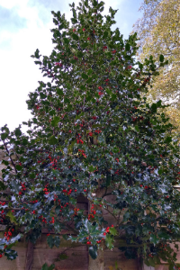 Delaware Holly Tree