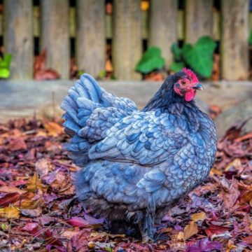 Delaware bird- Blue Hen Chicken