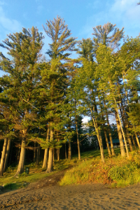 Eastern White Pine