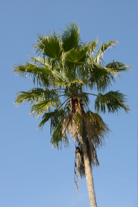 Florida State Tree Sabal Palm