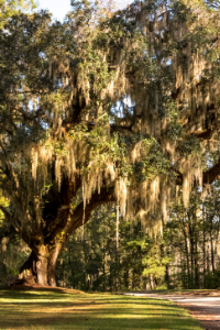 Georgia Southern Live Oak 