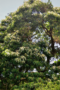 Hawaii Candlenut tree