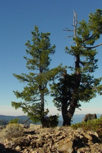 Idaho Western White Pine