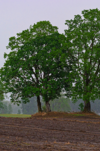 White Oak tree