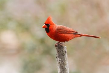 Cardinal, the state bird of Kentucky