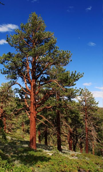 Montana Ponderosa Pine