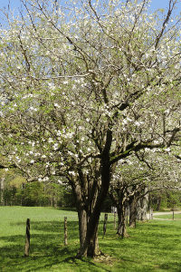 Missouri flowering dogwood (1)