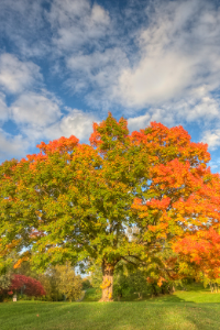 New York State Tree Sugar Maple