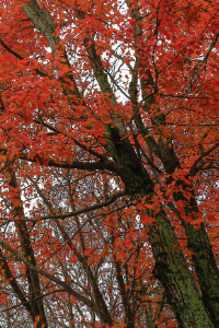 New Jersey state tree the northern red oak tree