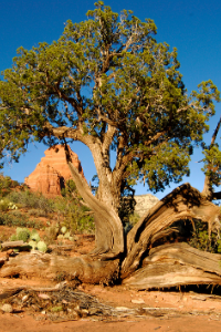 New Mexico State Tree Pinyon Pine