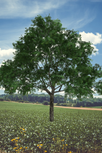 ohio buckeye tree