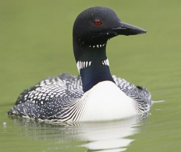 Common loon