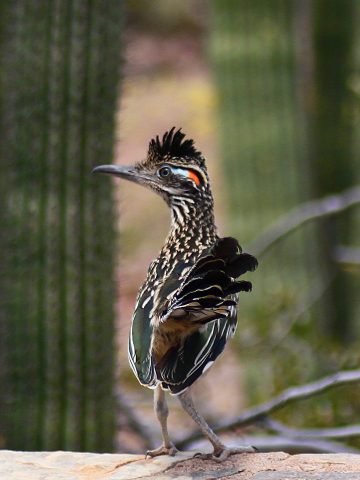 Roadrunner