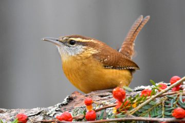 South Carolina State Bird Wren