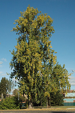 Nebraska State Tree Cottonwood