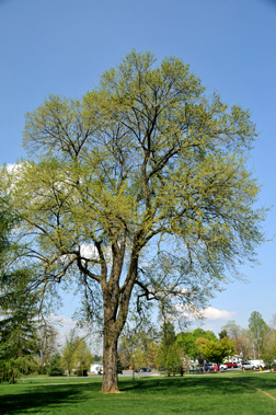 American Elm