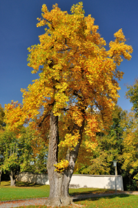 tulip tree