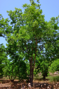 texas pecan tree