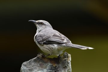 Mockingbird state bird