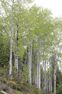 utah quaking aspen