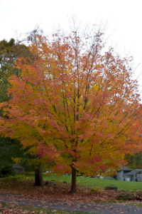 sugar maple tree