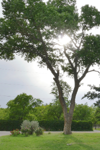 Wyoming plains cottonwood tree