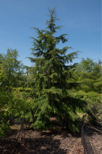 washington Western Hemlock