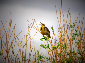 Western Meadowlark