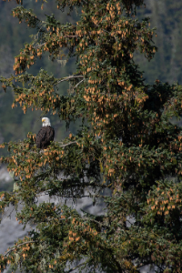 alaska state tree sitka spruce