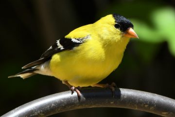 Iowa State Bird Eastern Goldfinch