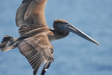 brown-pelican-79843_1920